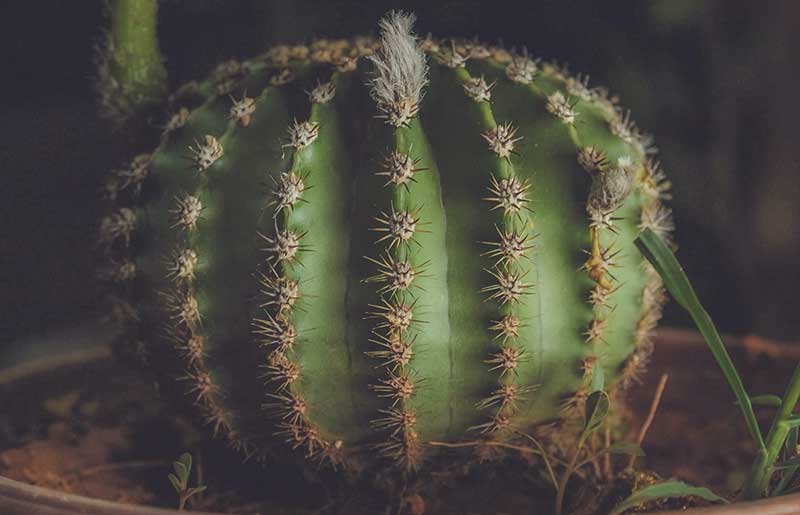 audio marketing cactus vert intérieur